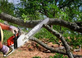 Seasonal Cleanup (Spring/Fall) in Cold Spring, KY