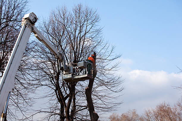 Best Tree Mulching  in Cold Spring, KY