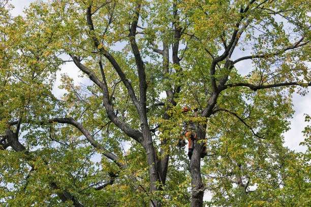 Best Tree Preservation Services  in Cold Spring, KY